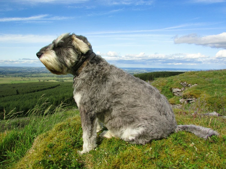 a gray dog with long fur sitting in the grass
