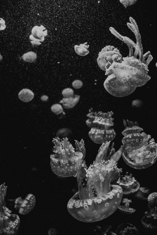 jellyfish and sea urchins in an aquarium