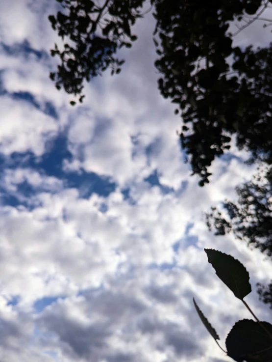 view from behind leaves looking up into the sky