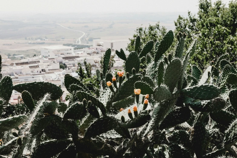 a cactus with some very small plants in it