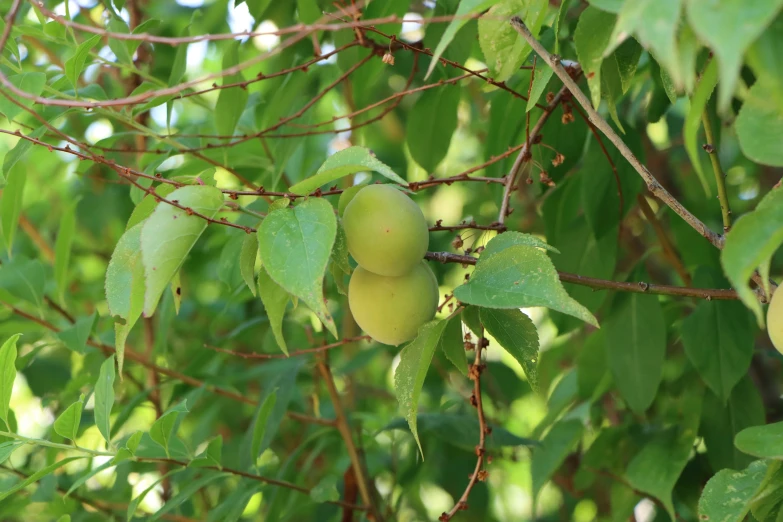 a couple of mangos hang on a tree nch