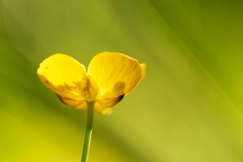 a yellow flower sitting next to a green background