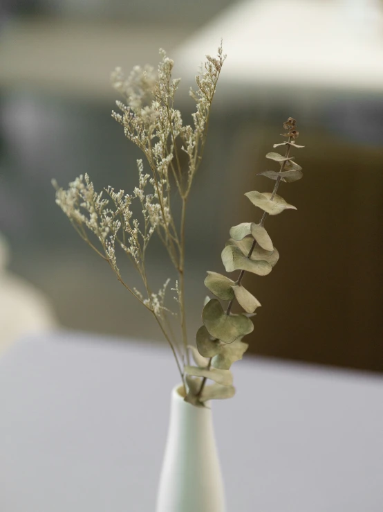some plants are growing in a white vase