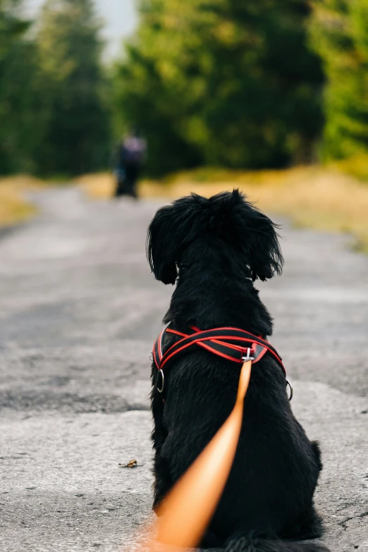 a small black dog with a leash sitting on the side of the road