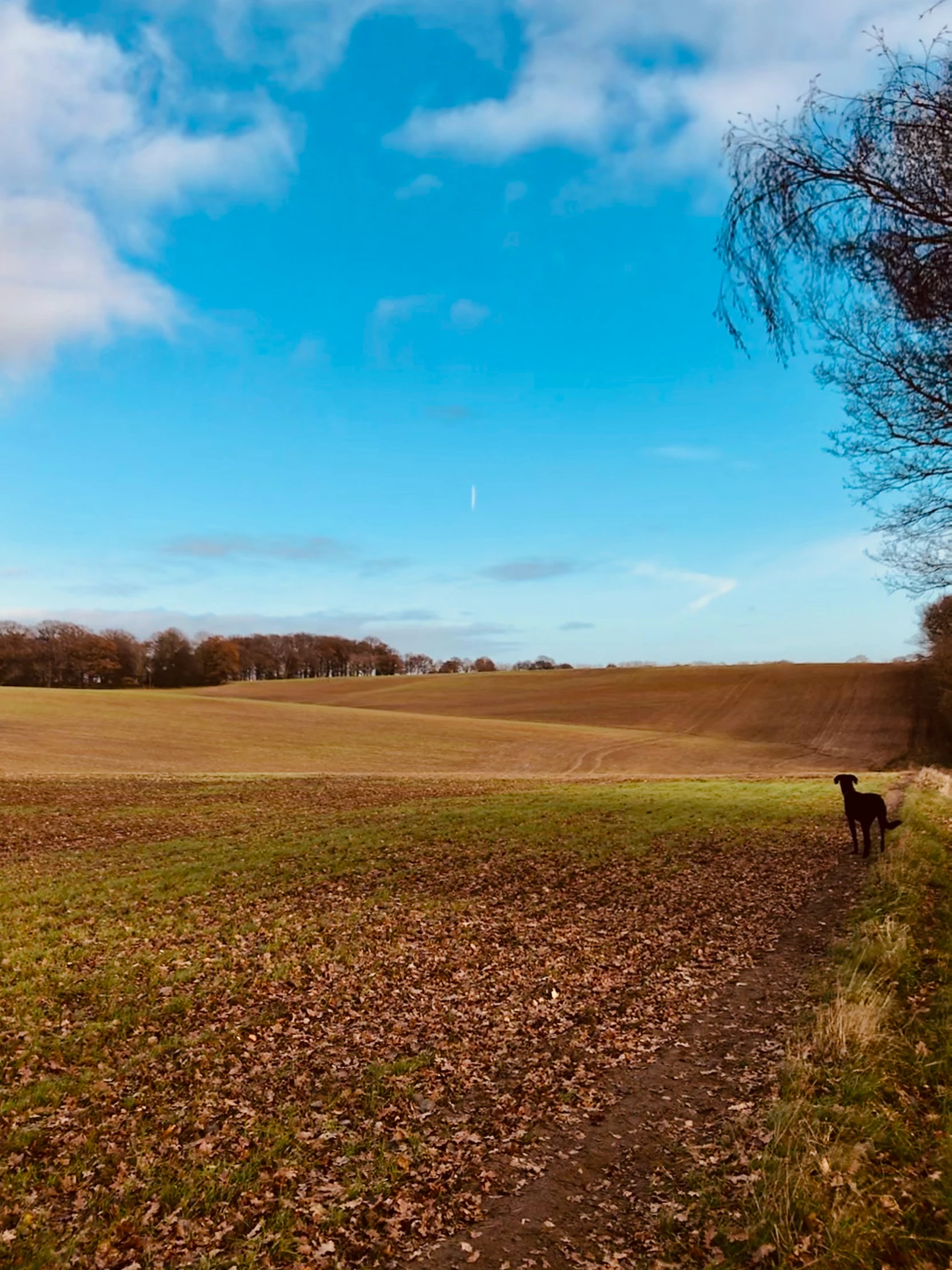 the dog is in the middle of the field