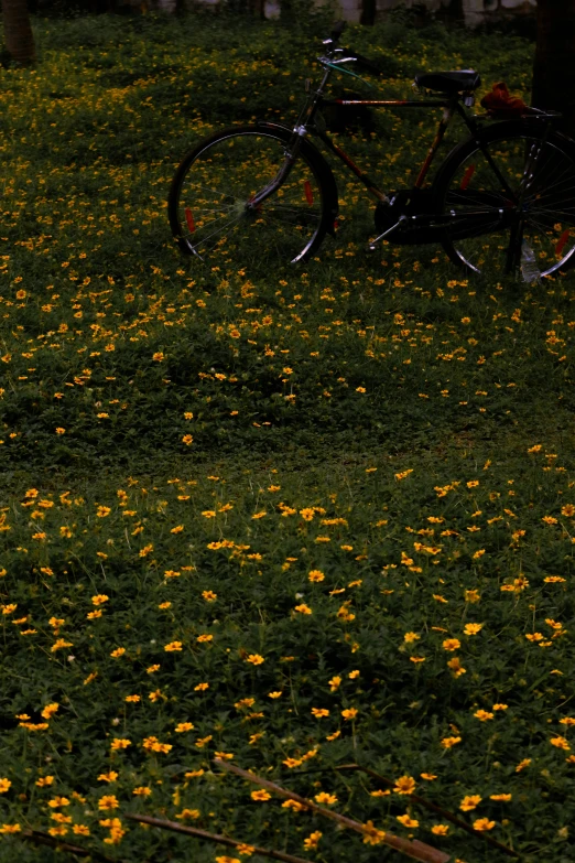 bicycle parked in the middle of a field filled with flowers