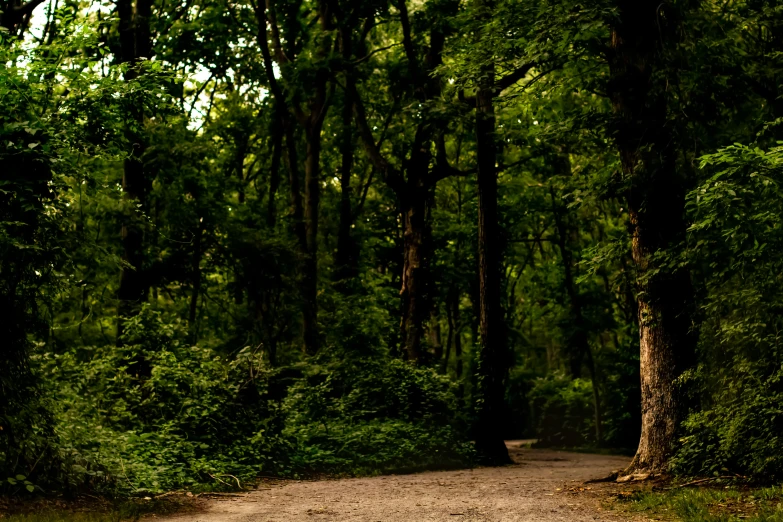 a dirt road in a forest with trees and shrubs