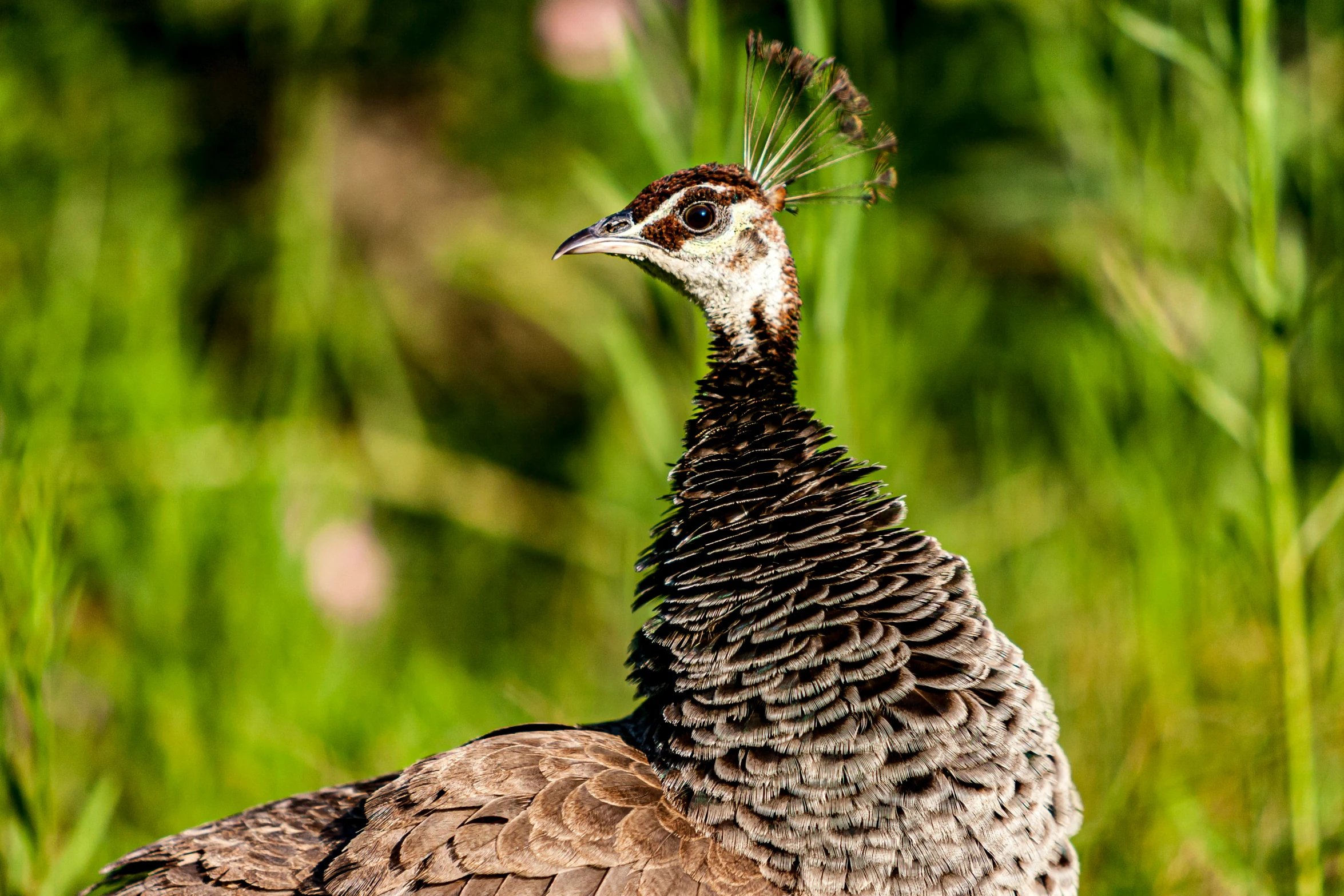 the large bird is standing in the grass