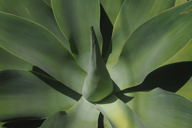 large green plant with long leaves at outdoor site