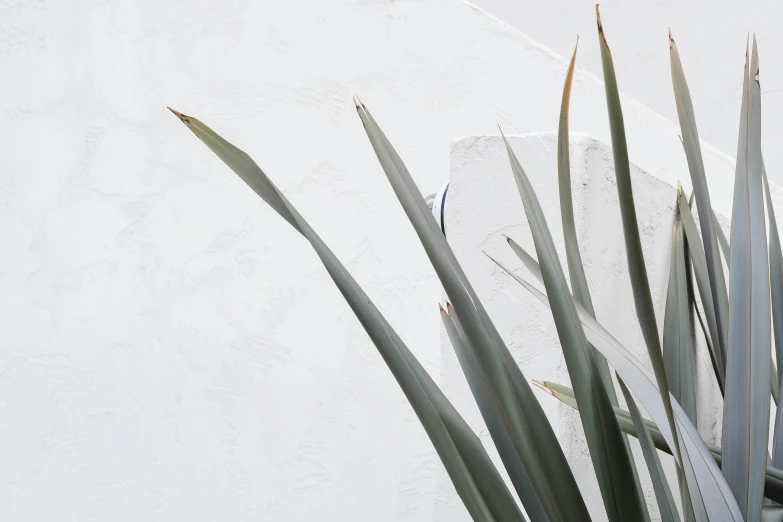 there is a large group of plants in front of a wall