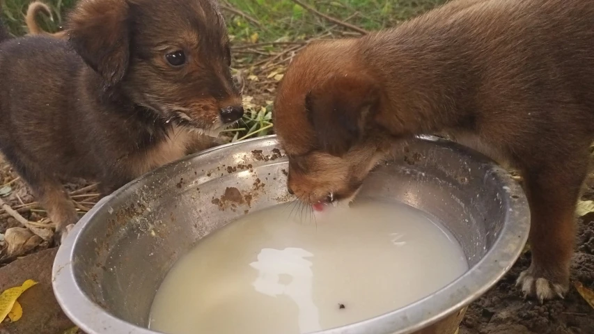 a couple of puppies standing in a metal bowl