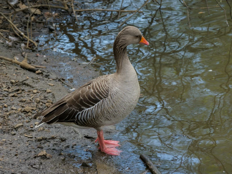 a gray duck standing near the water