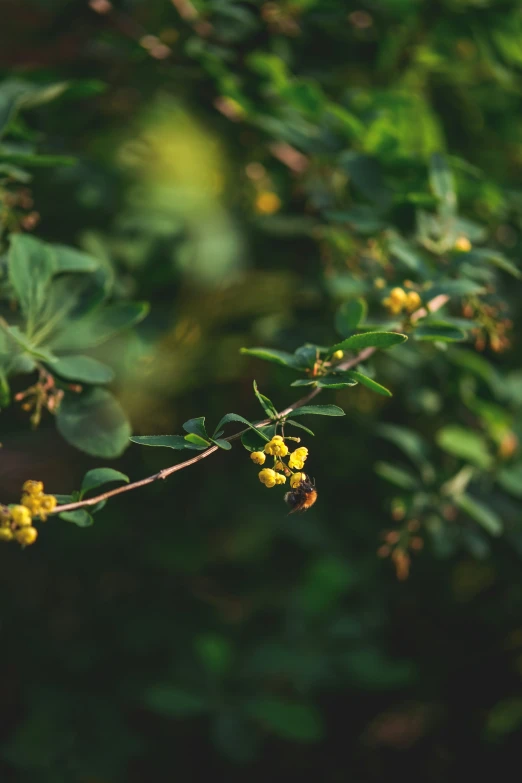 some kind of tiny yellow flower with lots of leaves