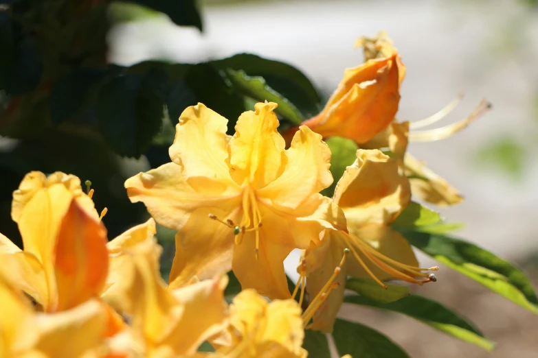 a large cluster of yellow flowers with green leaves