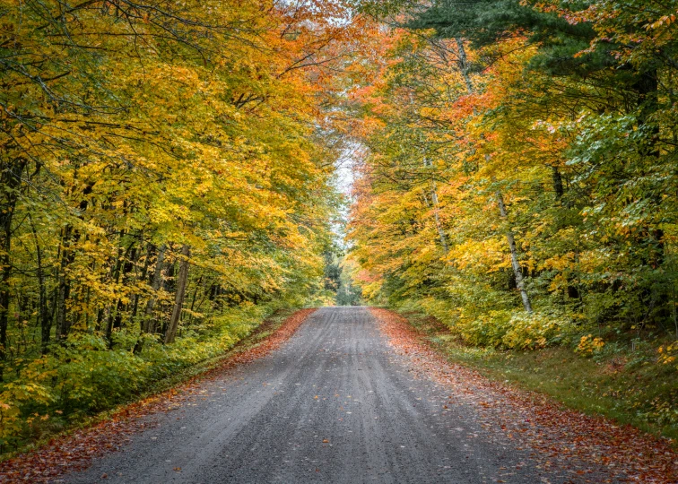 a dirt road surrounded by trees and leaves