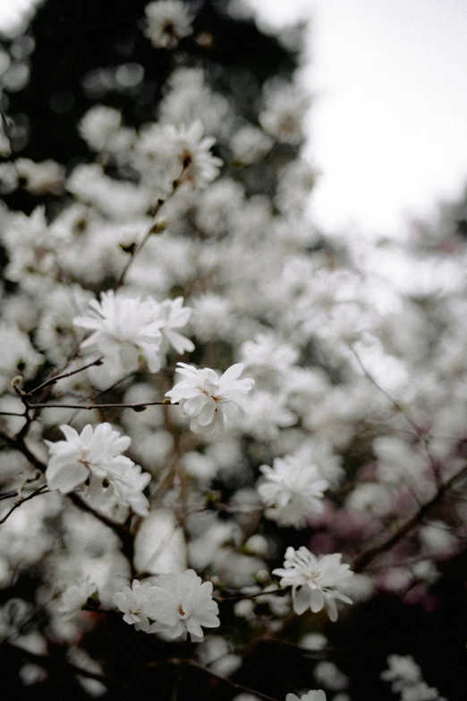 a bunch of very pretty white flowers on a tree