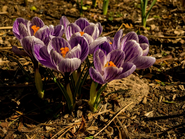 three purple flowers stand out in the dirt