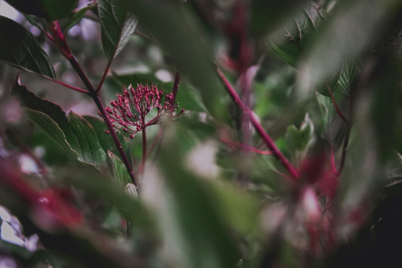 a small pink flower among green leaves