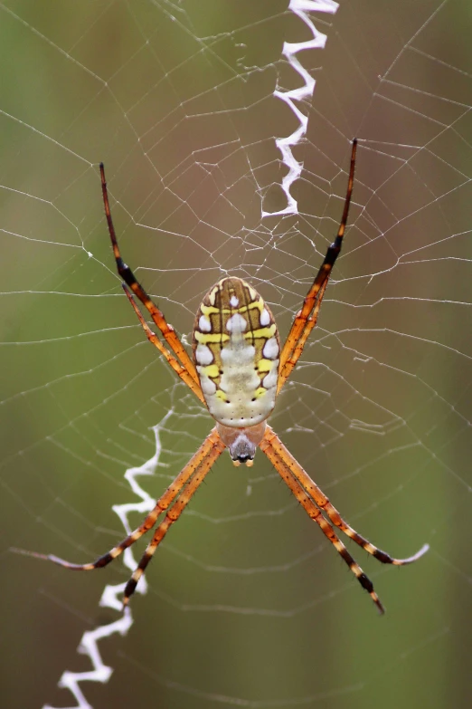 a yellow and black spider in its web