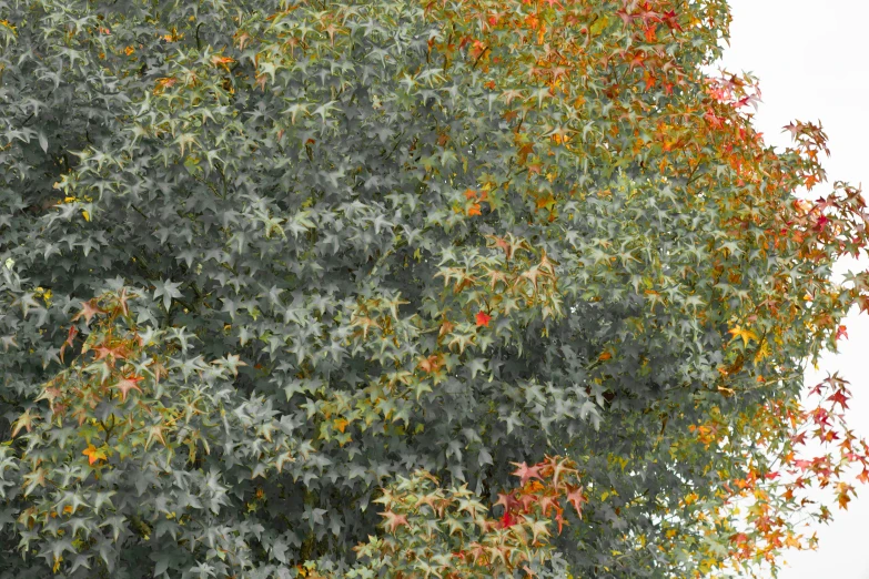 there is a large tree with many orange berries on it