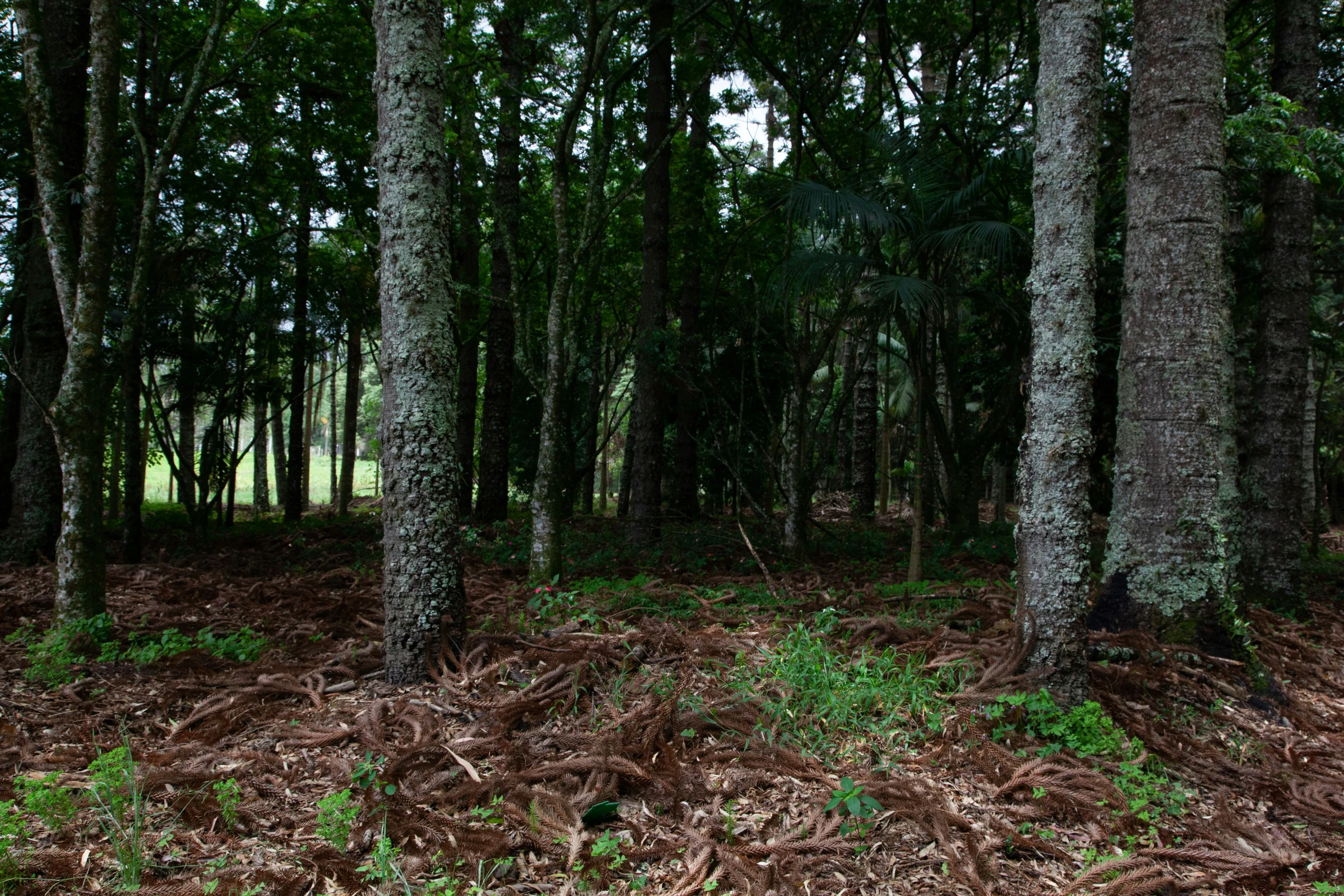 a very pretty wood area with many trees