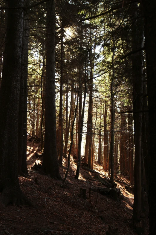 the sun is shining through some trees on the ground