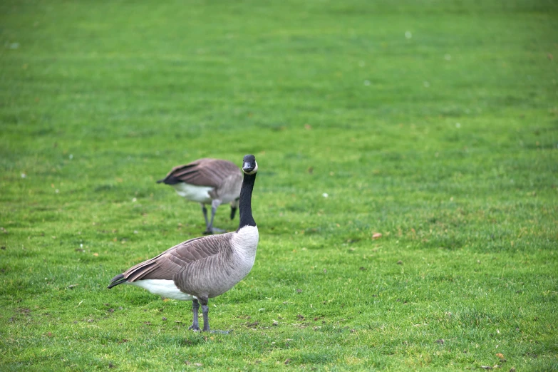 two geese on grass with trees in the background