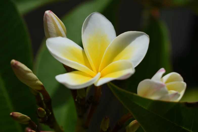 a close up of two flowers on a tree