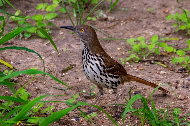 a bird with black spots walking across the dirt