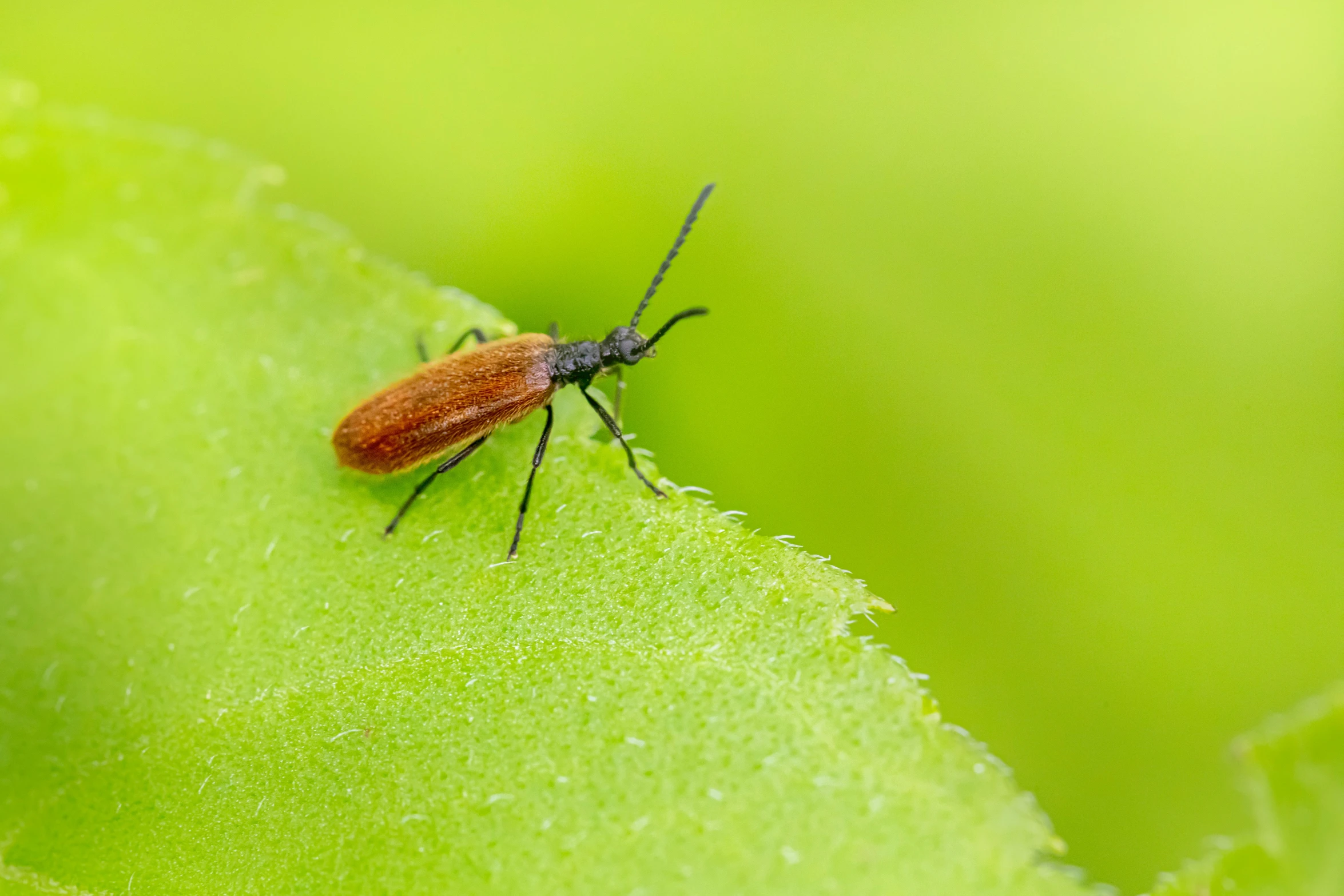 an orange bug on top of a green leaf