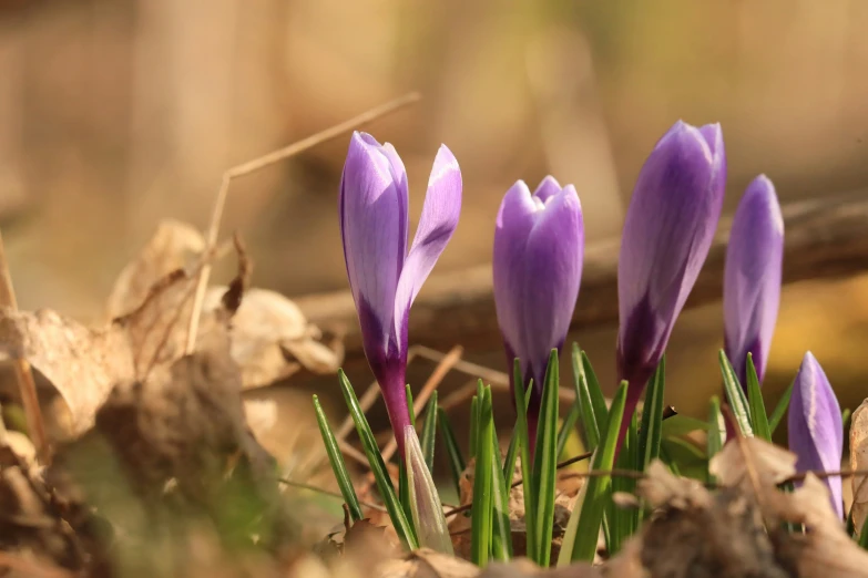 three purple flowers are growing among the leaves