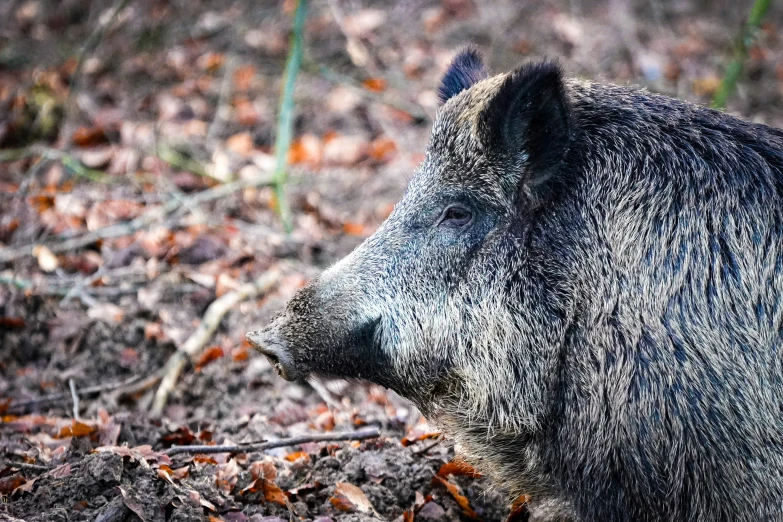 the close up view of a wild boar in the forest