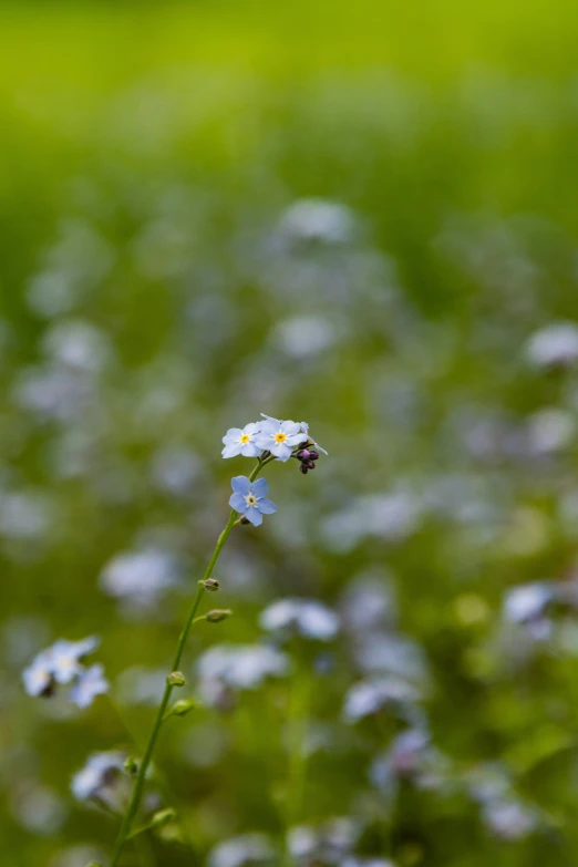 an image of flowers in a field that is covered with blue and white