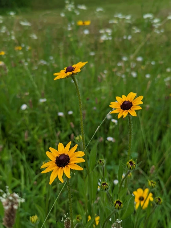 a grassy field with several yellow flowers and water drops