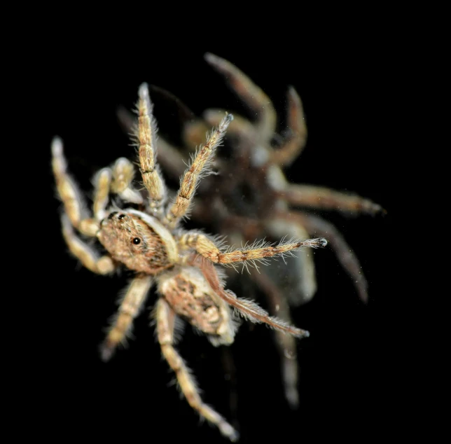 two different size and color spiders are pictured