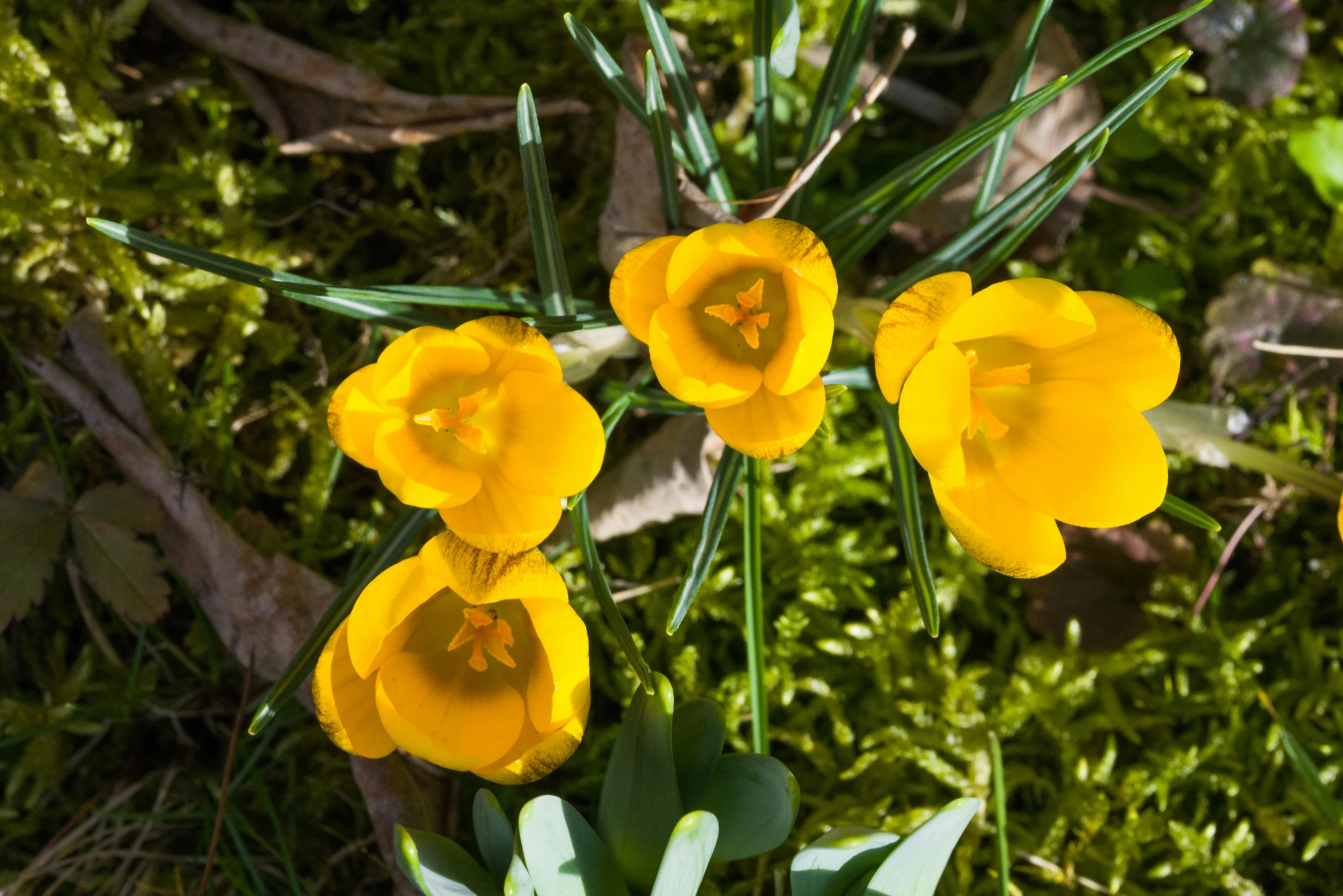 yellow flowers blooming in the spring sun