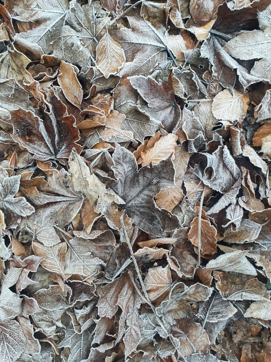 close up of frosted leaves in winter