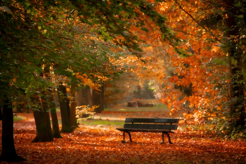 a bench surrounded by trees with a blurry background