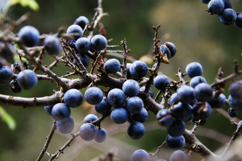 blue berries grow on a bare tree nch