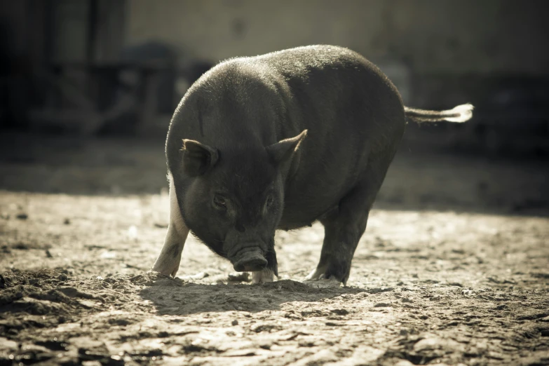 a pig is standing in the mud on a sunny day
