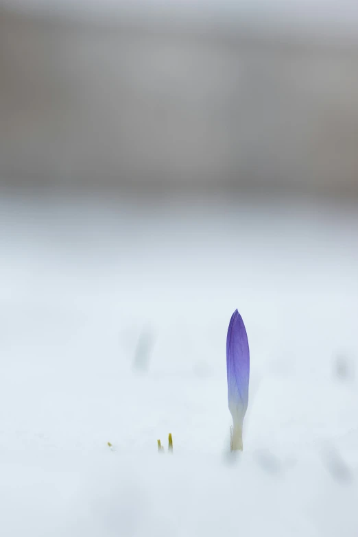 a blue object sitting on top of snow covered ground