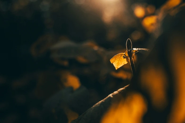 a plant with its yellow leaves is shown in the dark