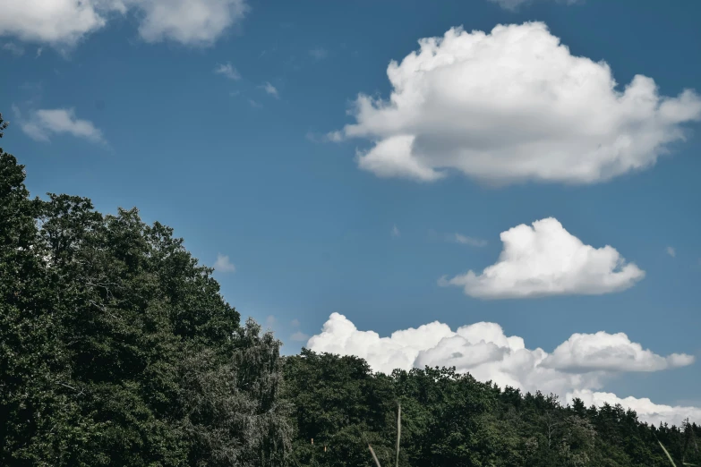 a train passes by a row of trees