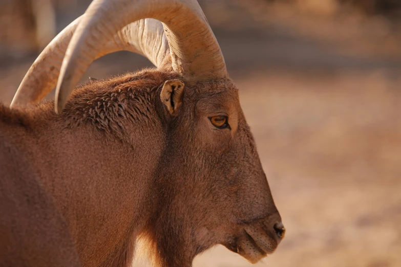 close up of a horned animal, possibly an ibad