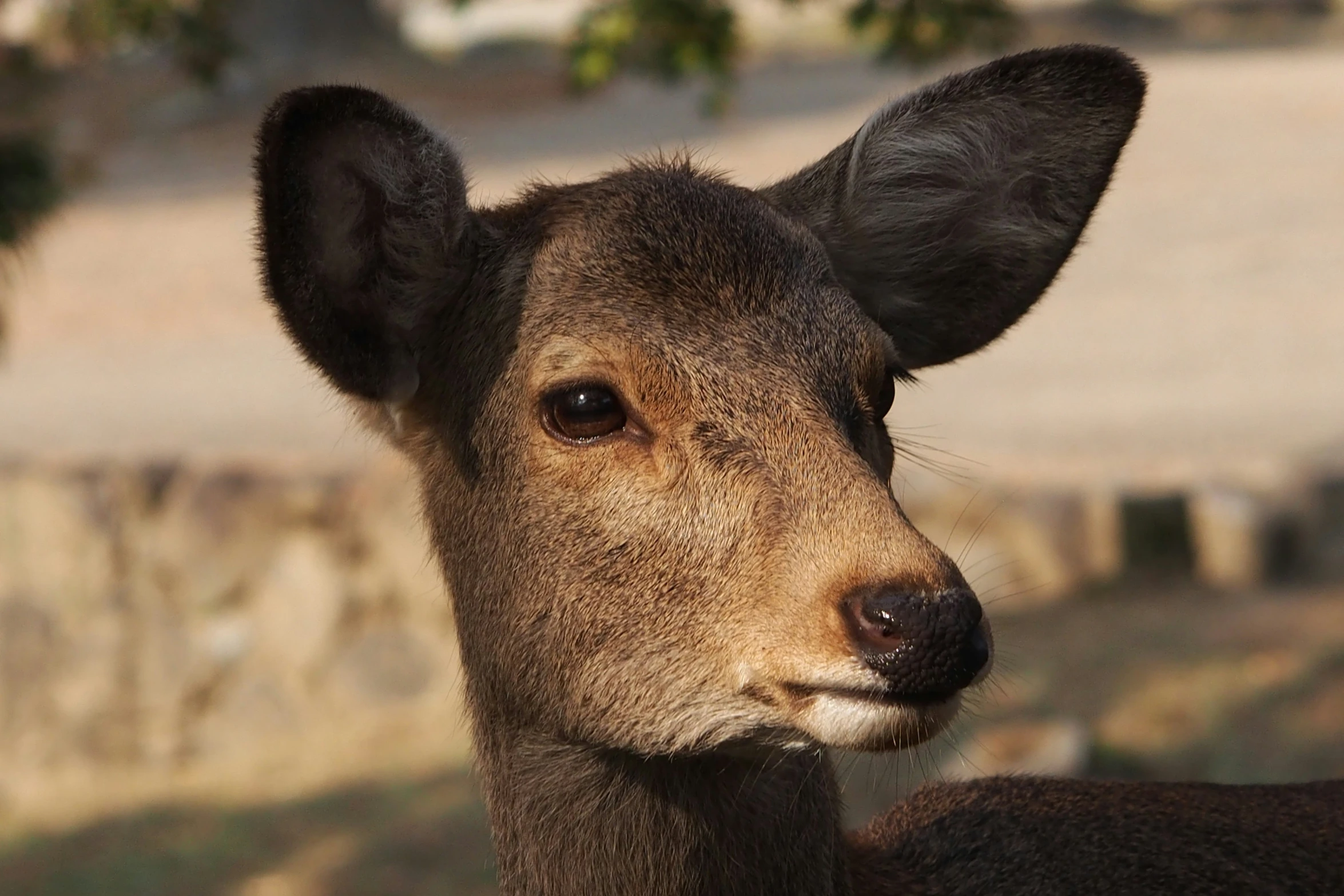 a very cute deer looking straight ahead