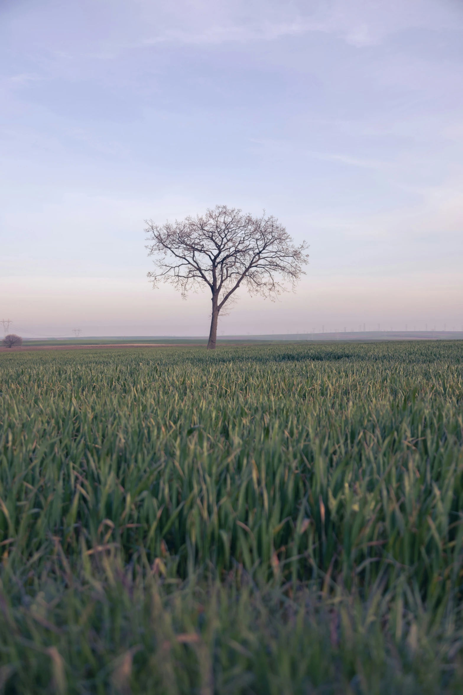 an image of an empty field of green plants