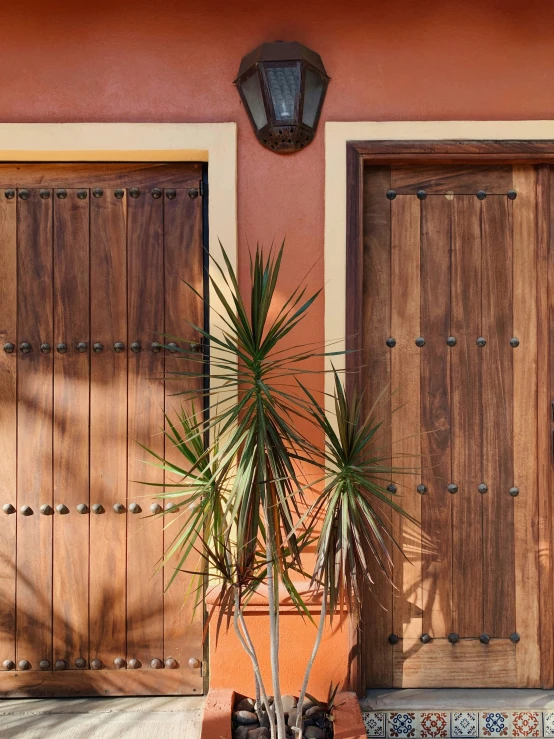 a potted plant sits in front of wooden doors