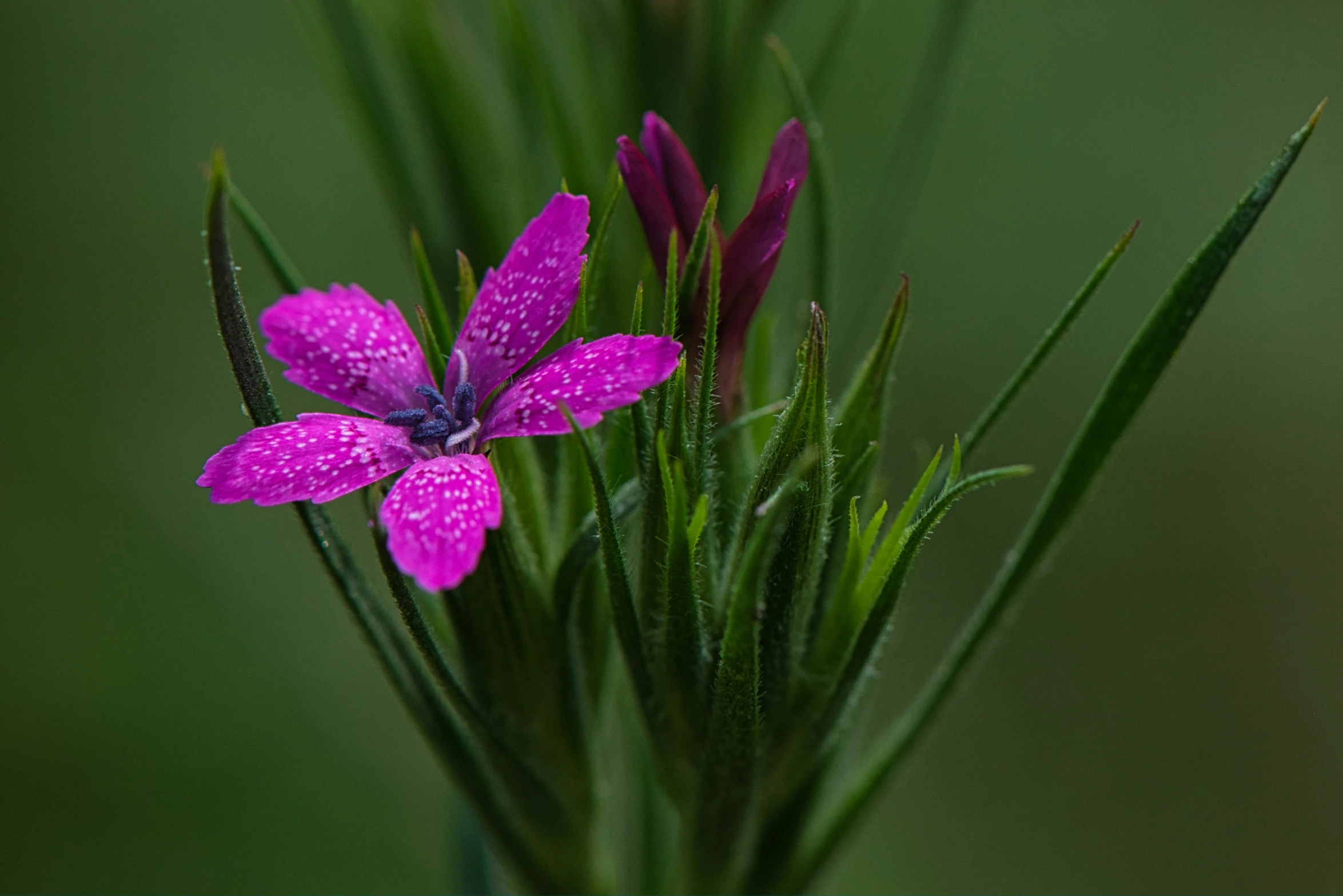 a pink flower with rain drops on it