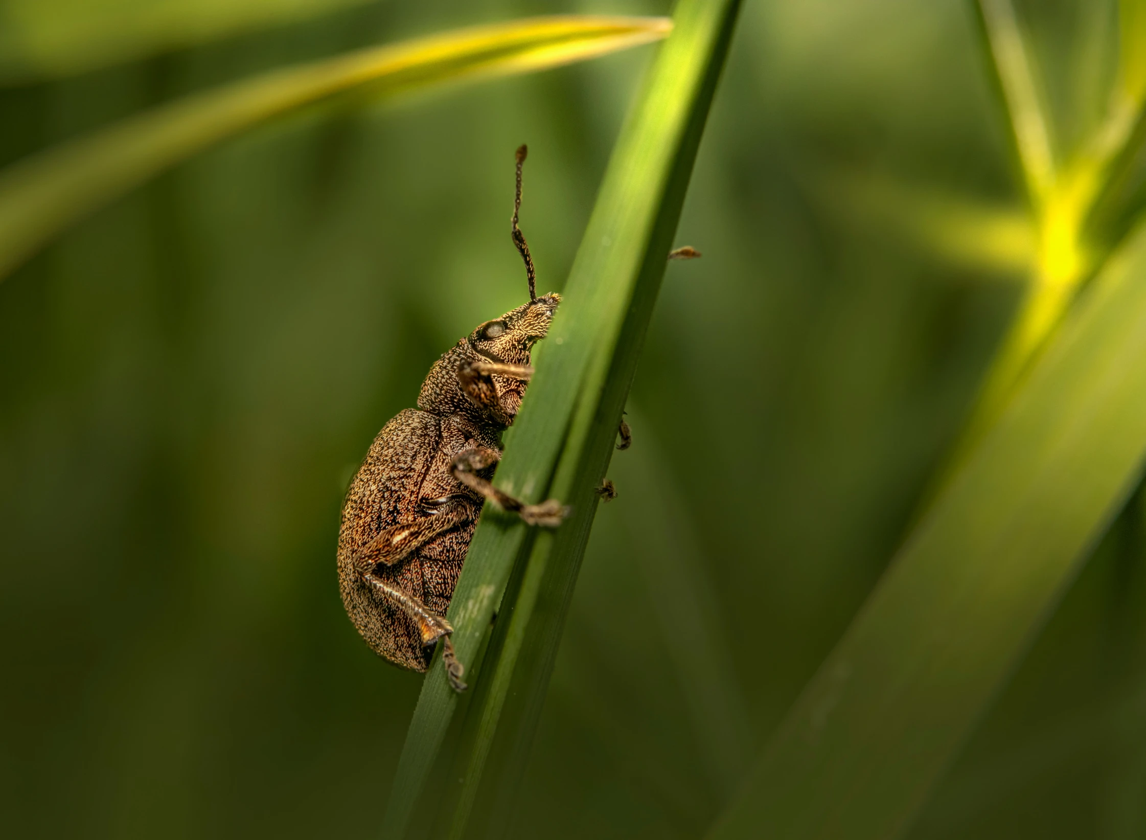 a bug sitting on a green plant stem