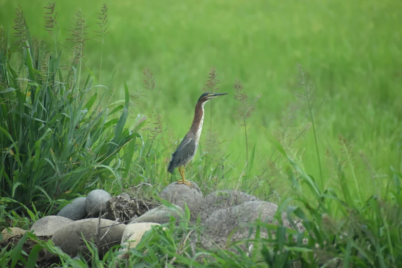 a large bird is perched on the rock